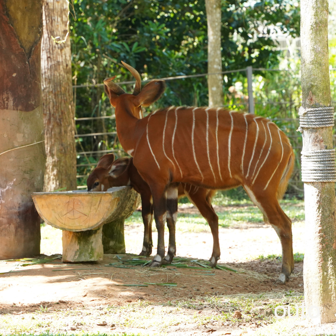富國島瘋玩全島 5 日 ft. 越南美食 & 南島跳島 & 包車導覽 & 珍珠島樂園 & 珍珠野生動物園- 含稅網卡 (2 人成行)
