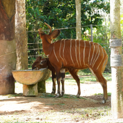 富國島瘋玩全島 5 日 ft. 越南美食 & 南島跳島 & 包車導覽 & 珍珠島樂園 & 珍珠野生動物園- 含稅網卡 (2 人成行)