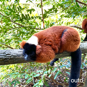 富國島瘋玩全島 5 日 ft. 越南美食 & 南島跳島 & 包車導覽 & 珍珠島樂園 & 珍珠野生動物園- 含稅網卡 (2 人成行)