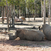 富國島瘋玩全島 5 日 ft. 越南美食 & 南島跳島 & 包車導覽 & 珍珠島樂園 & 珍珠野生動物園- 含稅網卡 (2 人成行)