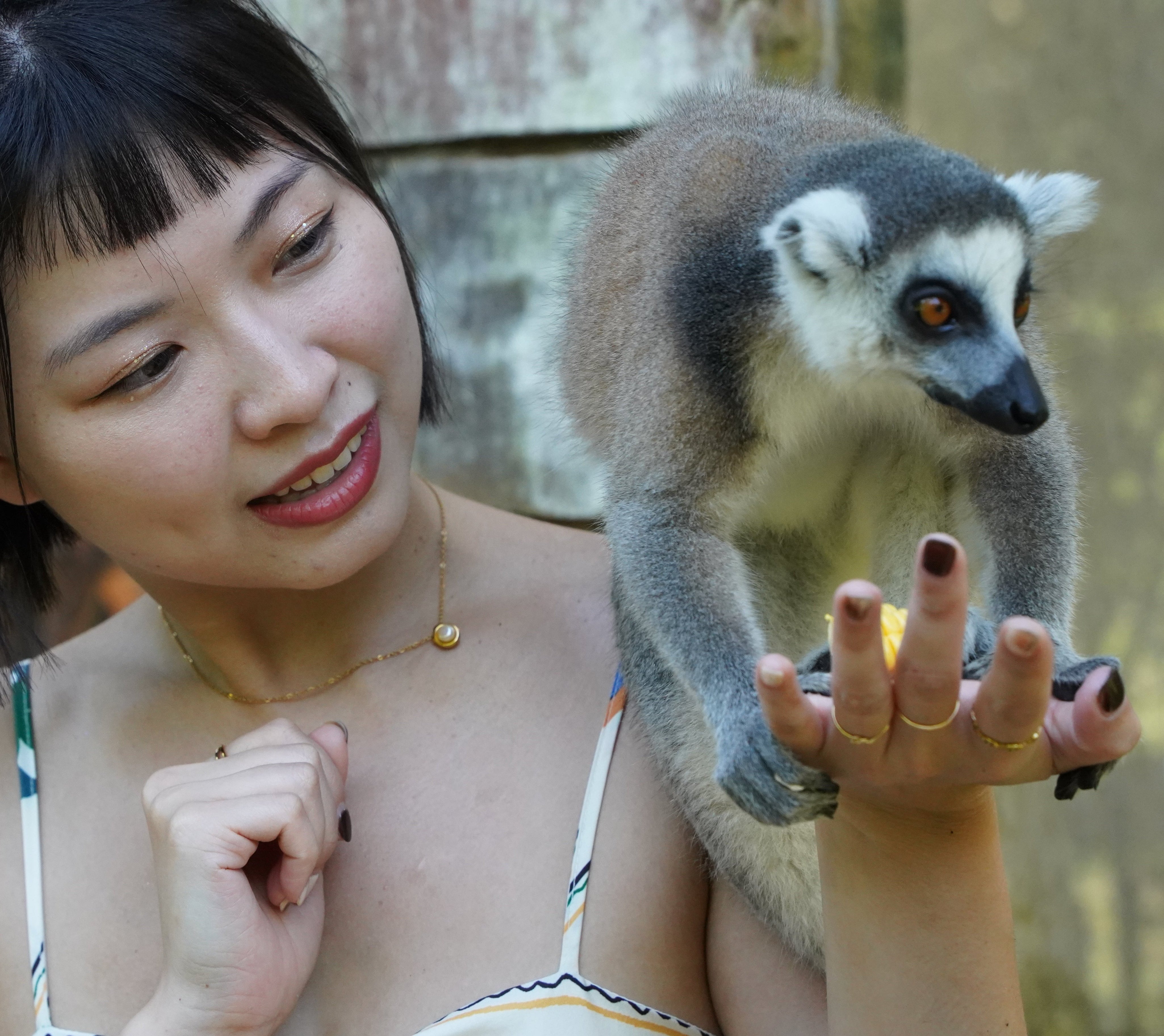 Phu_Quoc_Vin_Safari_Monkey_Feeding.jpg