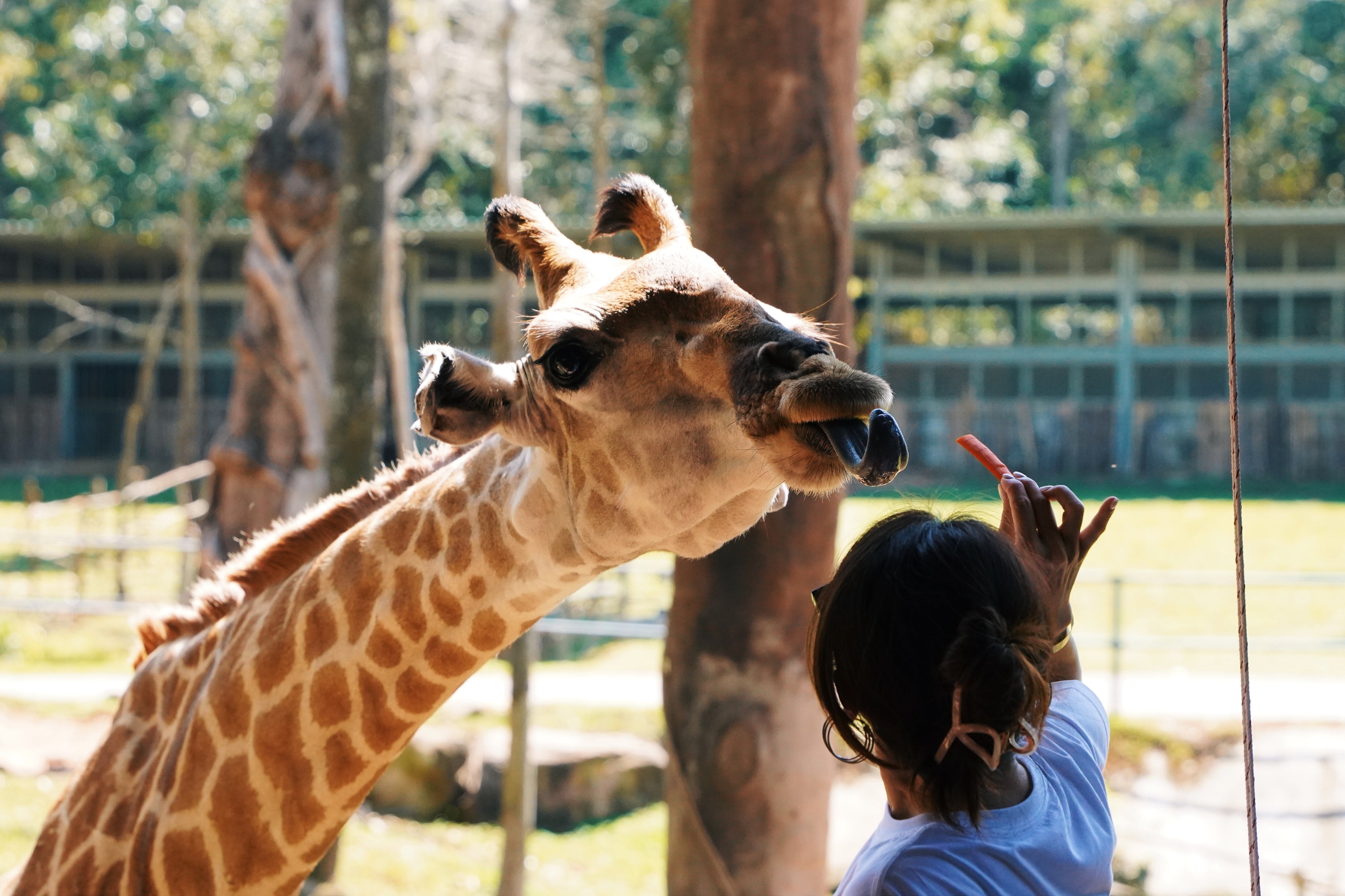 Day 5:暢遊珍珠野生動物園