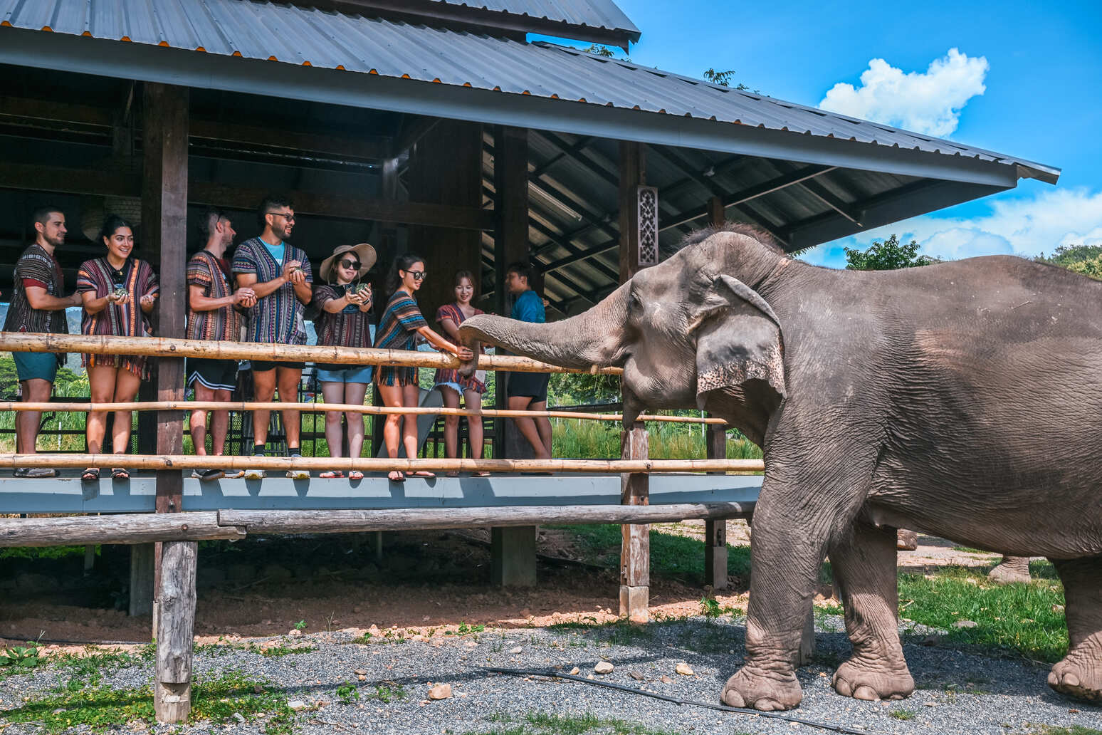 清邁旅客在大象保護區與大象互動