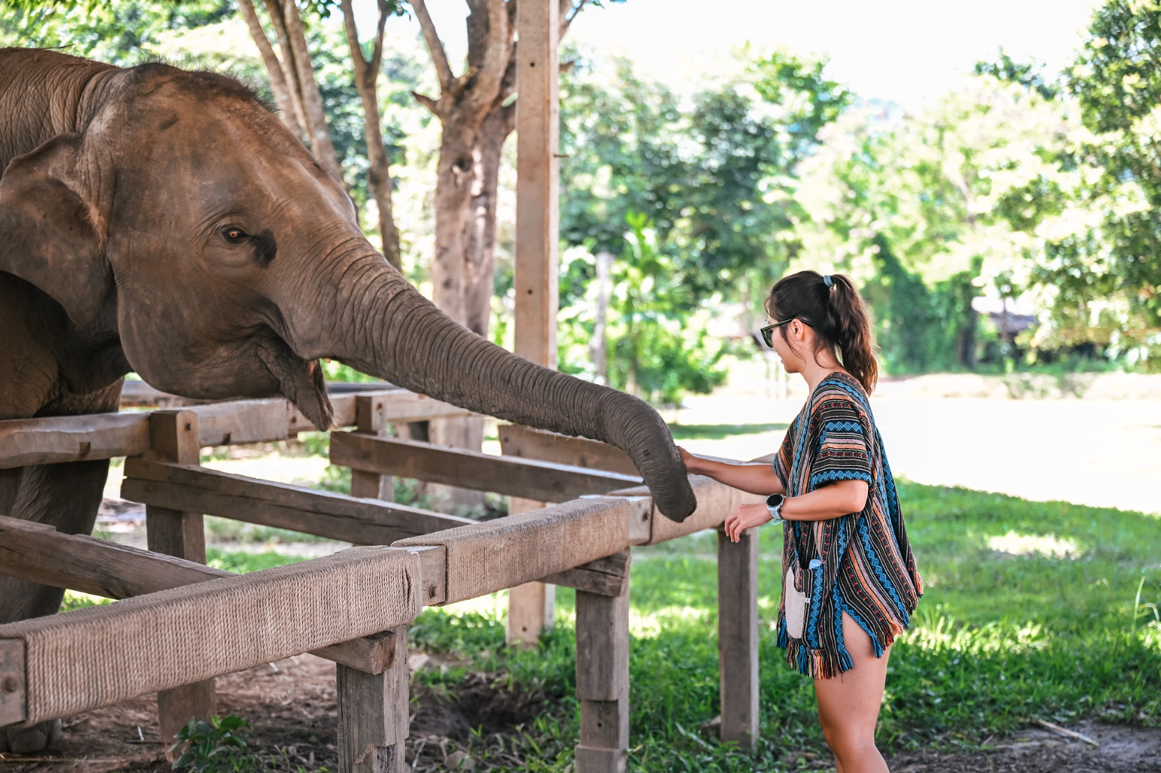 選擇走進叢林和大象互動