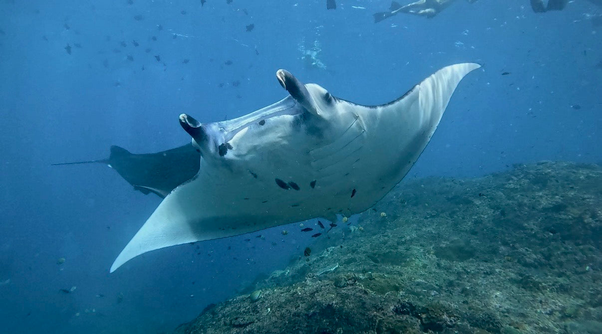 鬼蝠魟點 Manta Point 與浮淺共遊