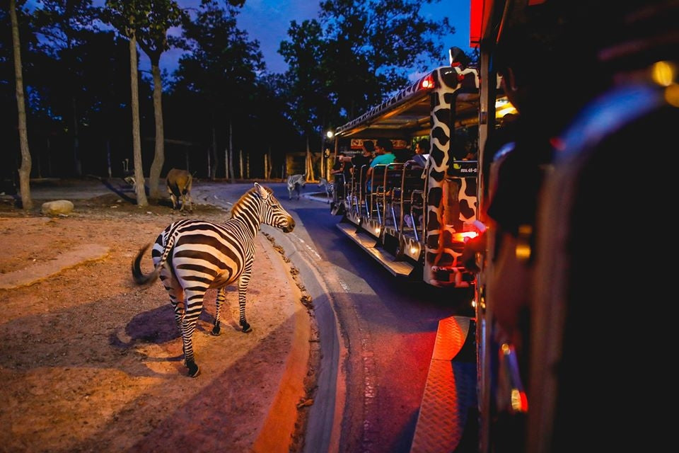 Night_Safari_1.jpg