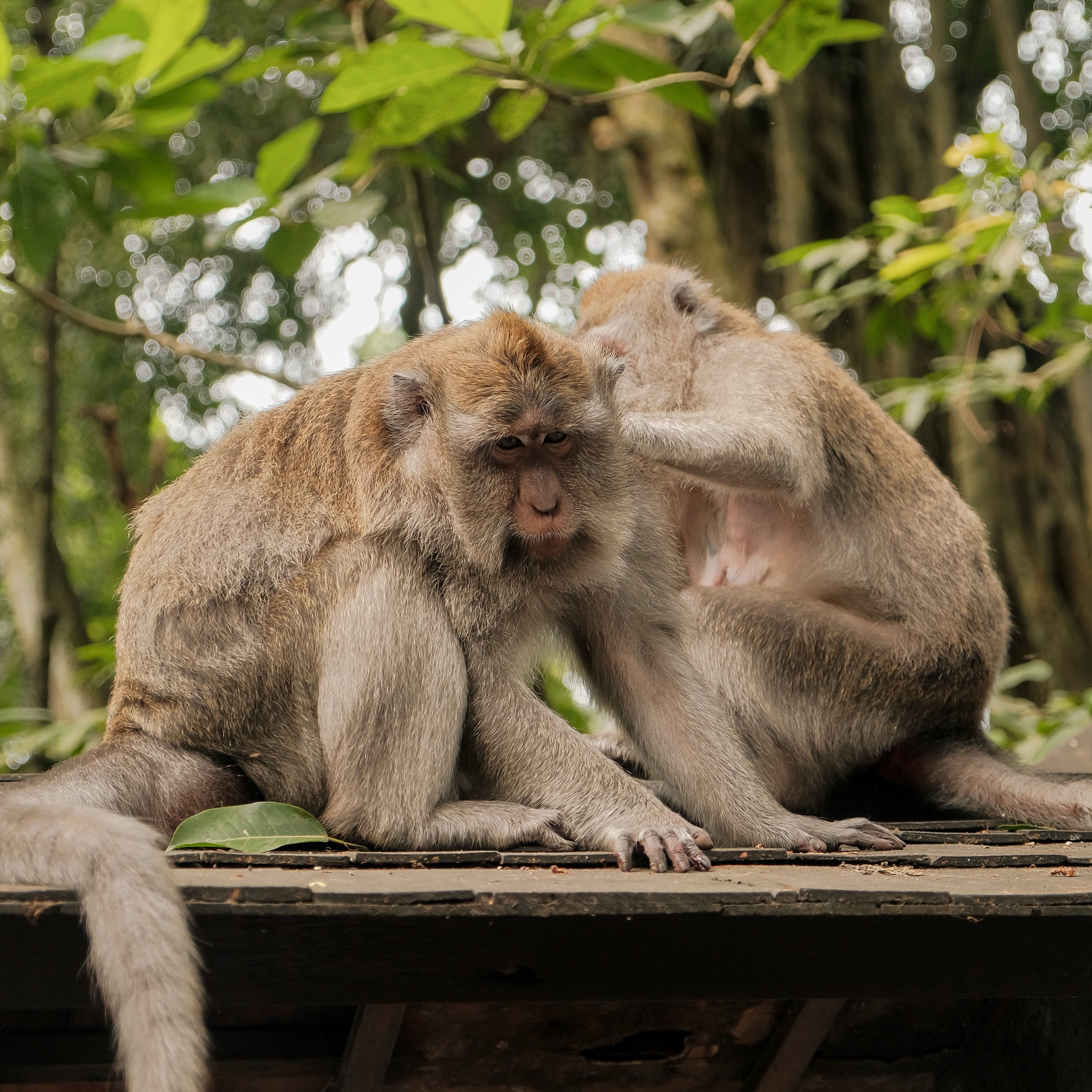 峇里島 | 瀑布火山深度探索 6 日 瀑布淨化・火山日出・沙灘俱樂部 - 含稅簽網卡