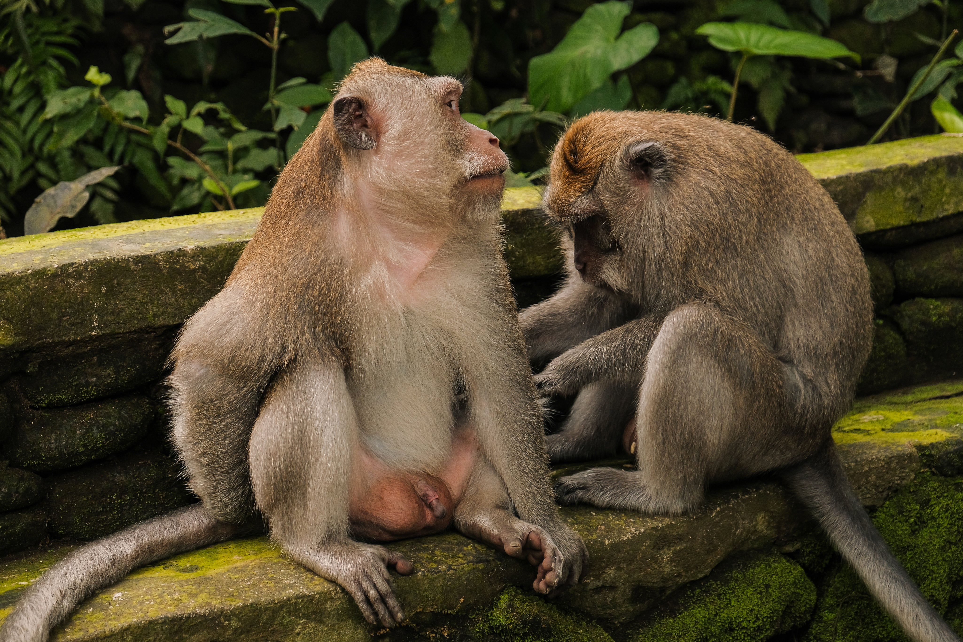 聖猴森林 Sacred Monkey Forest
