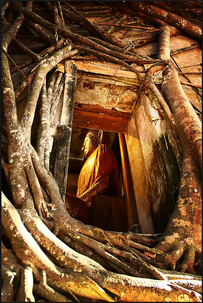 凝望瑪哈泰寺樹中佛頭